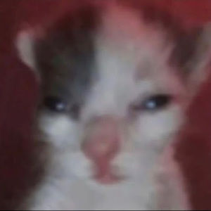 Meet your Posher, Cj